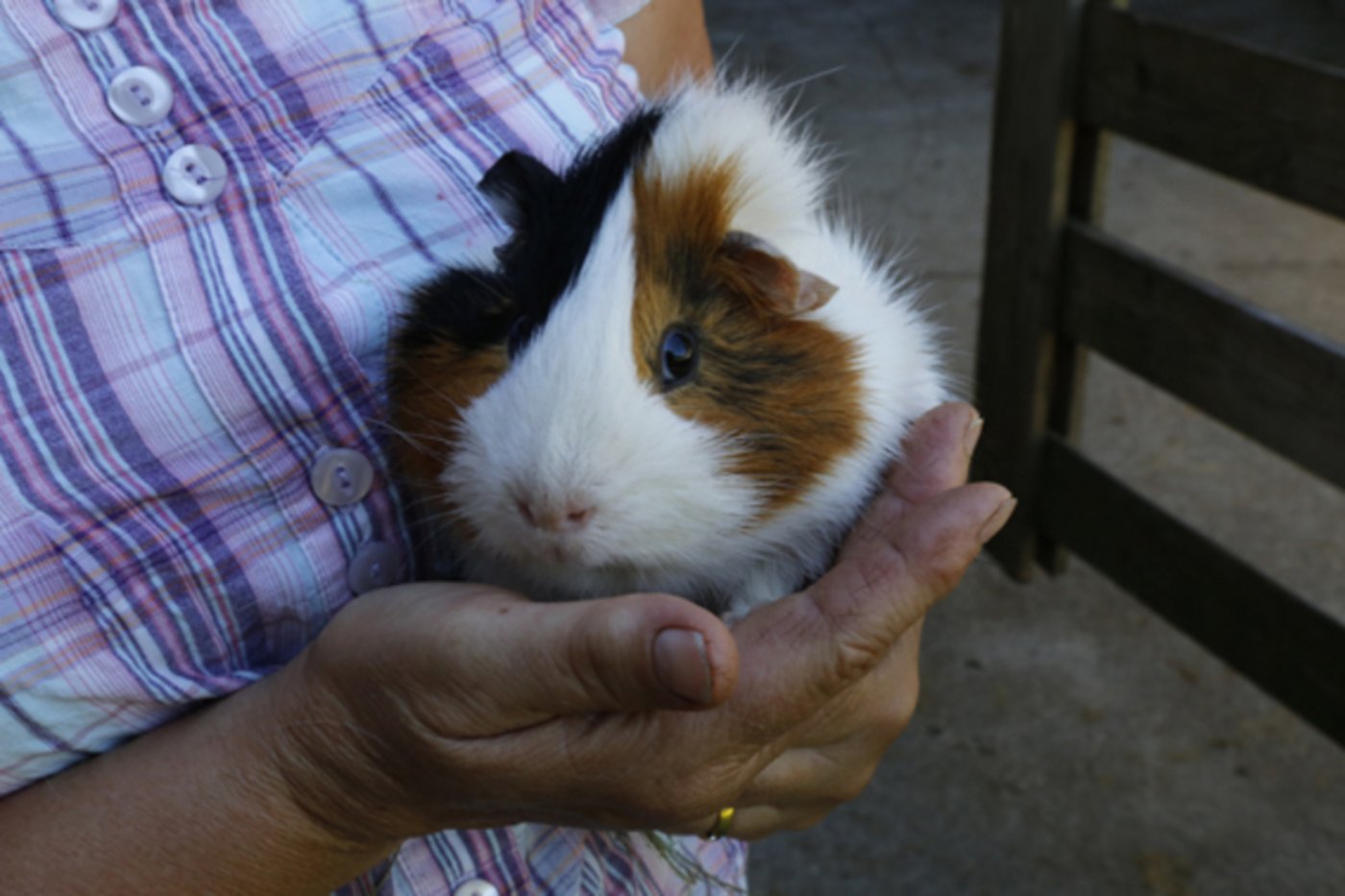 Die Tierwelt auf der Buchhütte umfasst auch Meerschweinchen. 