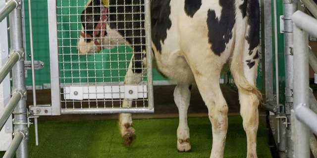 Blick in die Zukunft: Ein Rind geht auf die Toilette. (Bild FBN)