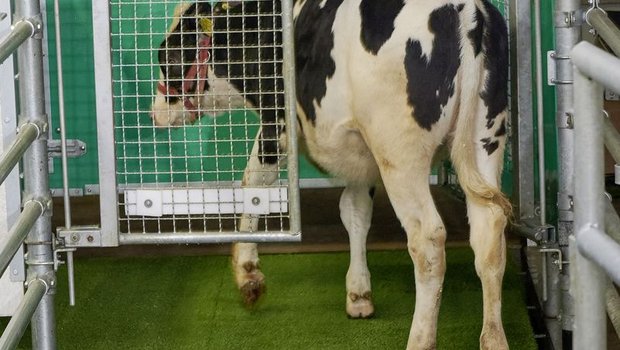 Blick in die Zukunft: Ein Rind geht auf die Toilette. (Bild FBN)