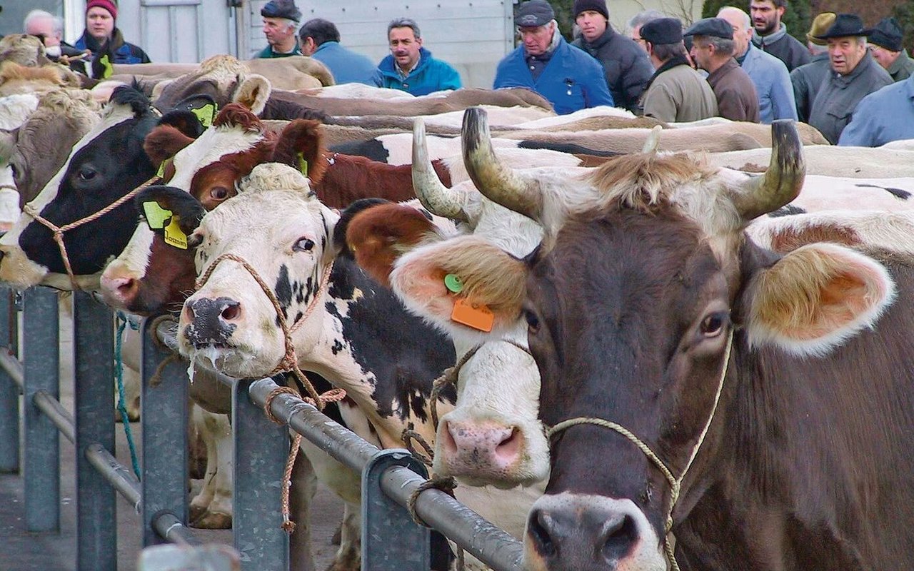Viehmarkt: Wo auf Lebendgewicht gehandelt wird, gibts neu keine Transparenz mehr zum späteren Schlachtgewicht. 