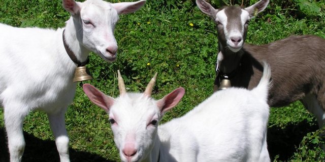 Oft sei die Narkose ungenügend, wenn Tierhalter die Zicklein selbst enthornen. (Bild lid)