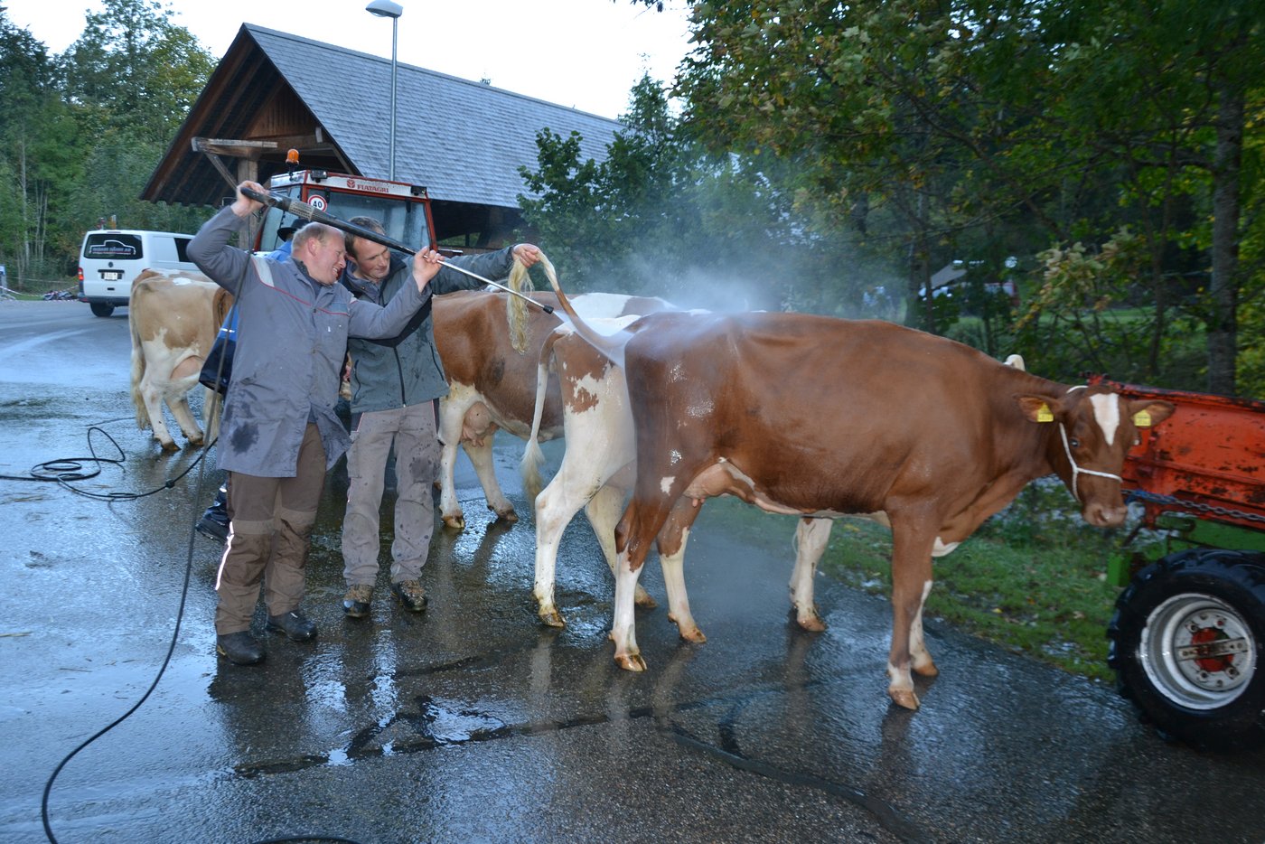 Die Kühe werden auf dem Schauplatz gewaschen.