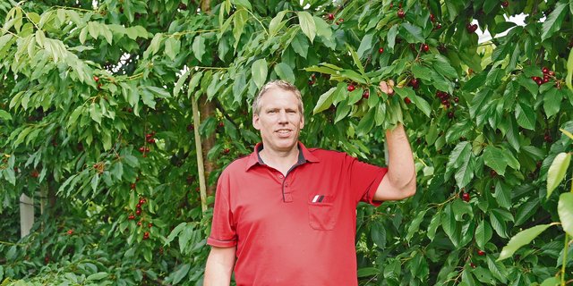 Daniel Stüdi inmitten seiner Kirschen, deren Ernte begonnen hat. Unter anderem sieben Sorten Kirschen wachsen in der Intensivobstanlage. (Bild Andrea Wyss)