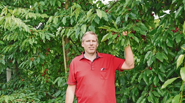 Daniel Stüdi inmitten seiner Kirschen, deren Ernte begonnen hat. Unter anderem sieben Sorten Kirschen wachsen in der Intensivobstanlage. (Bild Andrea Wyss)