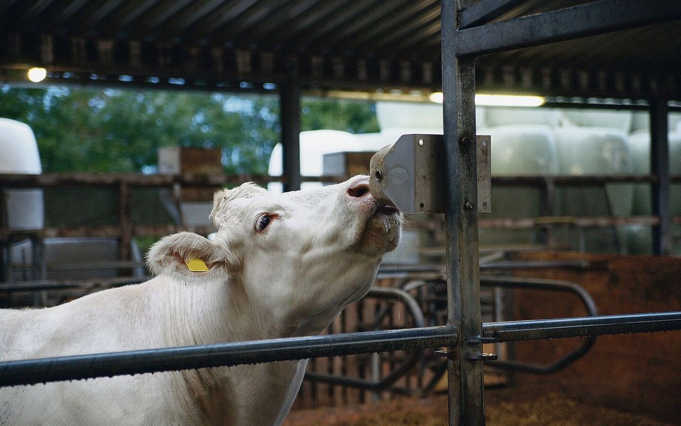 Der Mineralstoffbedarf von Mutterkühen ist nicht immer gleich. In der Galtphase ist wenig Kalzium erwünscht. 