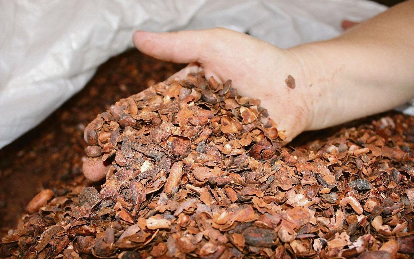 Pro Tier und Tag verfüttern Sigrists ein Kilogramm Kakaoschalen. Vom Schokoladenduft schmeckt man in der Futtermischung nichts mehr. Die Generationengemeinschaft Sigrist baute 2019 einen neuen Laufstall für ihre 80 Kühe.