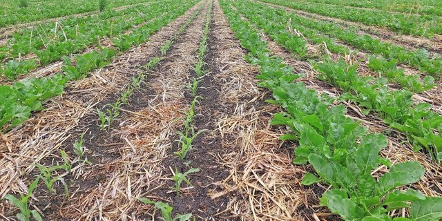 Abwechslungsweise zwei Reihen Mais, vier Reihen Zuckerrüben. Die Pflanzenreste auf dem Boden lenken Schädlinge wie Erdflöhe von der Kulturpflanze ab.