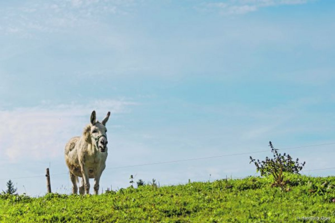 Vom Esel auf der Alp wird erwartet, dass er im Zaun bleibt, das Gras frisst und sich hin und wieder für ein Foto in Pose wirft. Muss man damit zufrieden sein? (Bild hja)