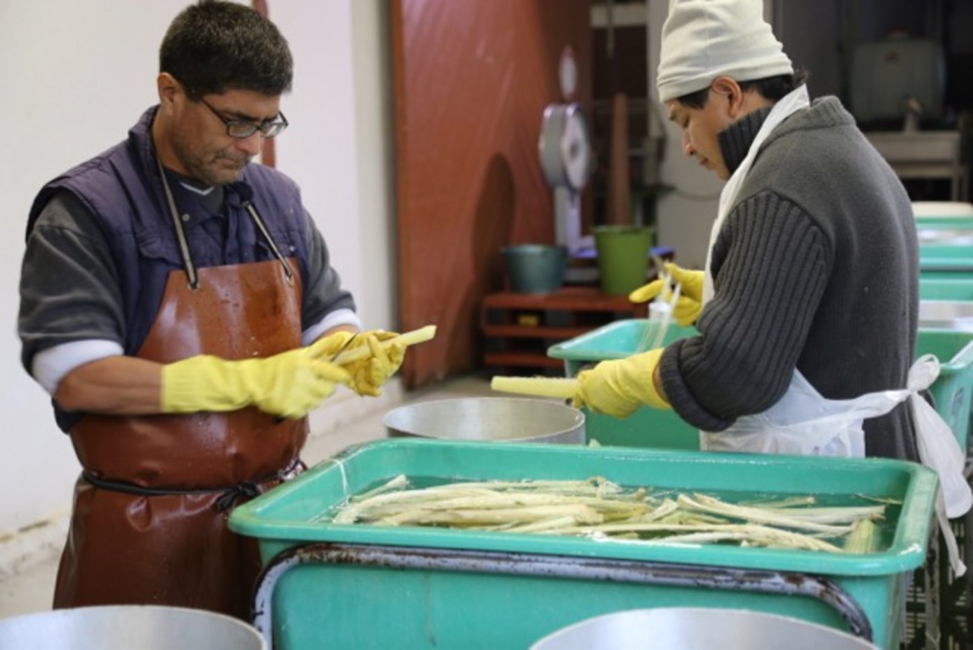 Zur Verarbeitung werden die äusseren, nicht essbaren Blattstiele entfernt und nur die inneren Stiele verwendet.