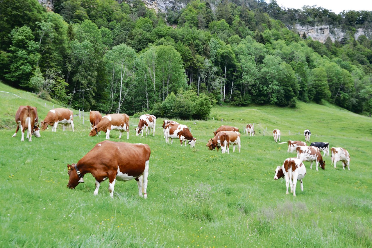 Die eindrucksvolle Kuhherde der Familie Zemp. Red Holstein, Swiss Fleckvieh und zwei Holstein-Friesian.