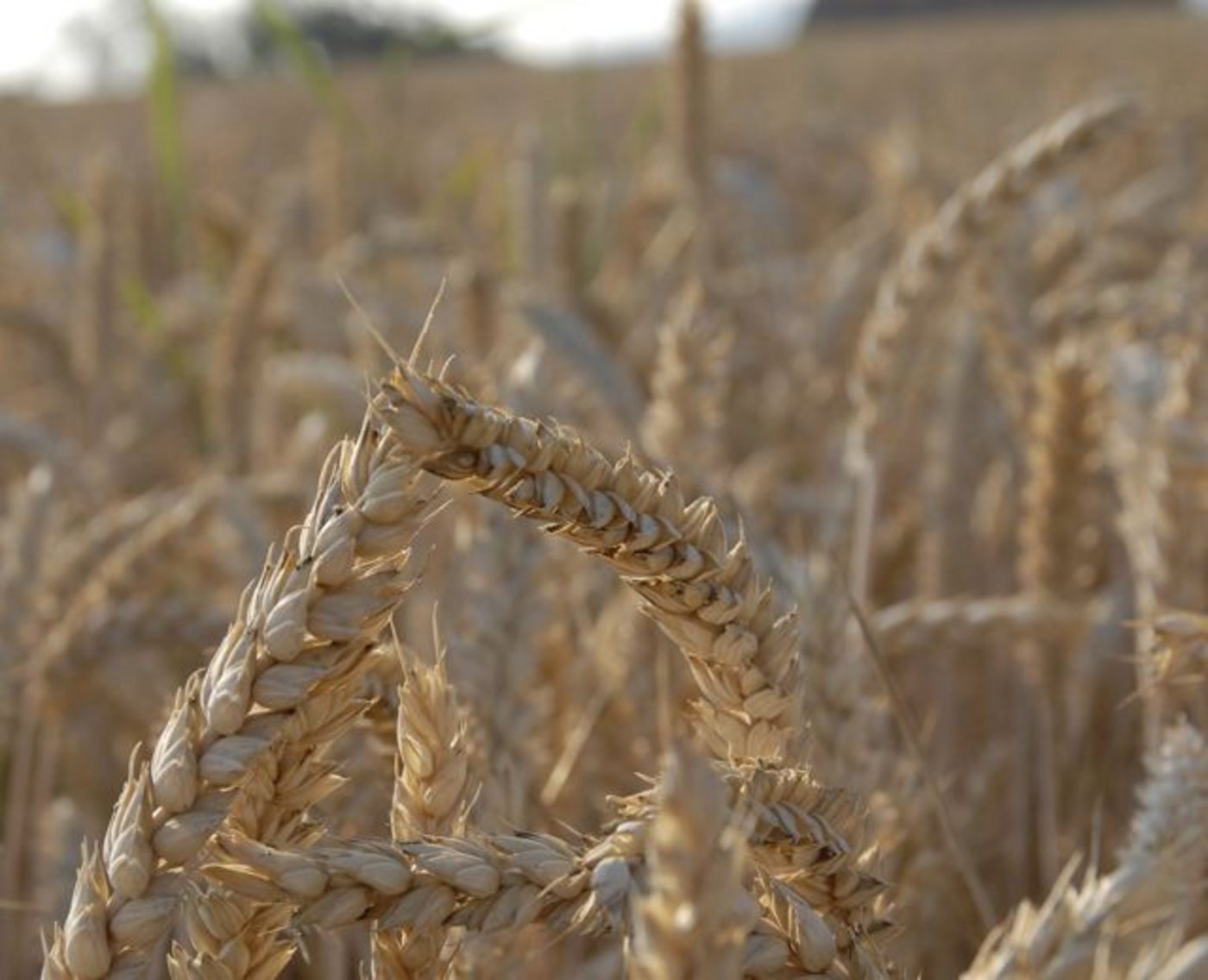 Wie die Weizenernte tatsächlich ausfällt, kann noch nicht definitiv gesagt werden. (Bild: BauZ)