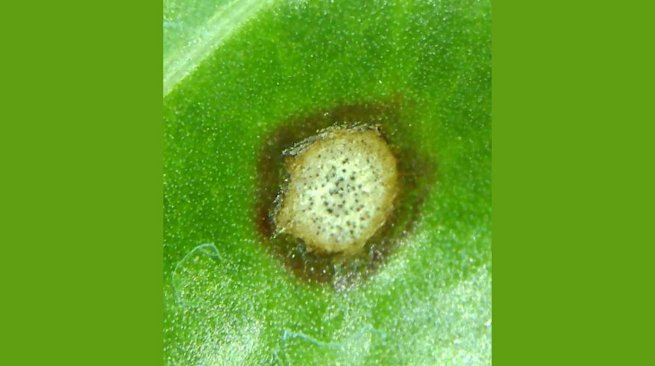 Cercospora Blattflecken sind 2-3mm gross und durch einen dunklen Rand gekennzeichnet. Oftmals findet man im Innern der Blattflecken schwarze Punkte. (Bild Luzi Schneider)
