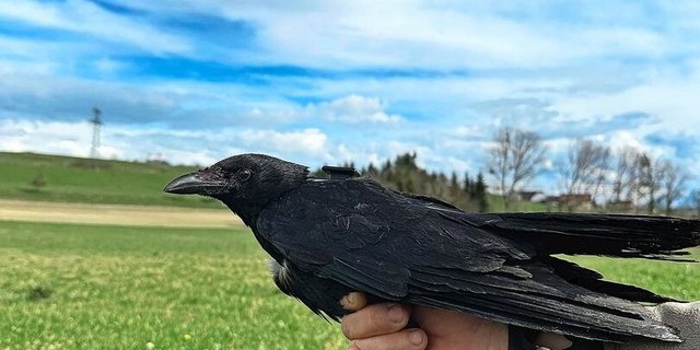 Eine der beringten Rabenkrähen (Y006), die mit einem GPS-Sender ausgestattet sind. 