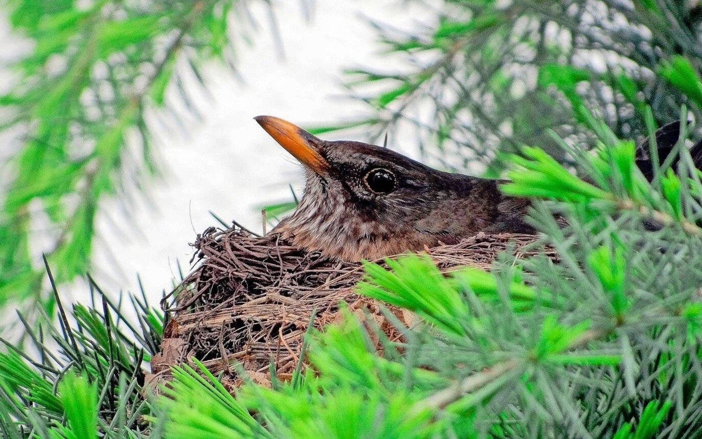 Das Brüten ist bei Amseln Frauensache. Ihr Partner lässt die Vogelmutter aber nicht im Stich.