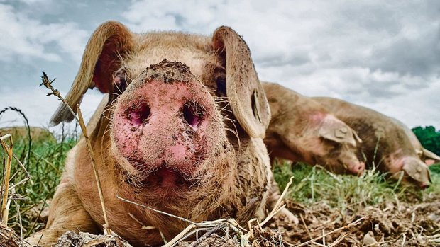 Schweine gehören zu den intelligentesten Säugetieren unseres Planeten. 