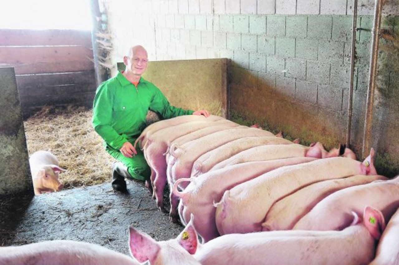 Biobauer Dominik Estermann aus Rickenbach LU beim Füttern seiner Biomastschweine im Offenfrontstall. (Bild Josef Kottmann)