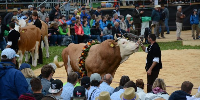 Am Oberländischen Schwingfest wird es still, als der Koloss den Ring betritt. Simmentalerstier Jan von Peter Zimmermann ist der Preis für den Sieger. (Bild sb)