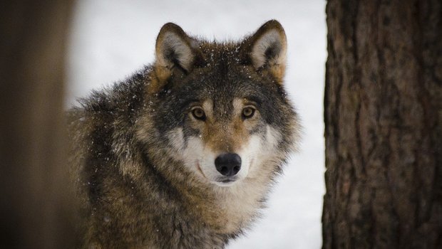 Im Winter kommen Wölfe in tiefere Lagen und werden zum Sicherheitsproblem, so die Verfasser des Briefs. (Bild Pixabay)