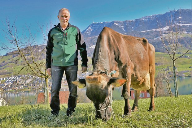 Urs Landolt hat viel Freude an wirtschaftlichen Tieren wie Alibaba Adriana. Sie wurde 2012 Miss Rind und hat heute schon über 60 000 Kilo Milch produziert.(Bild Reto Betschart)