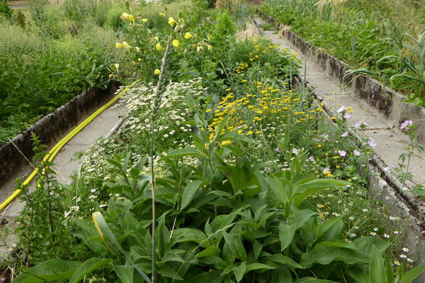 Die verschiedenen Pflanzen unterstützen sich gegenseitig in ihrer Entwicklung.