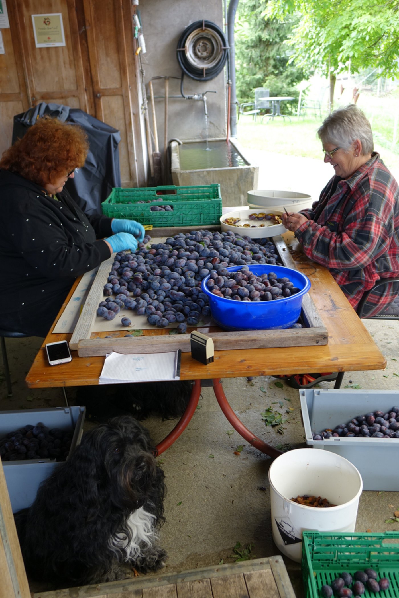 Die Sortierung der Hauszwetschge. (Bild zVg)