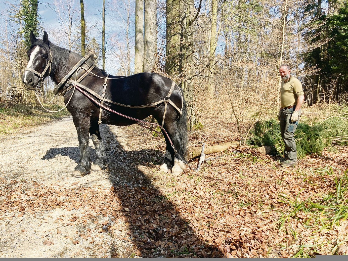 Gian Denoth hatte die heute 13-jährige Kaltblutstute Uranie erworben, als sie vier war. Seither sind die beiden zu einem eingespielten Team zusammengewachsen.