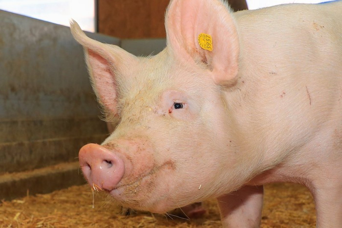 Wartezeiten sind schlecht für das Schlachtgewicht. (Bild Peter Röthlisberger)