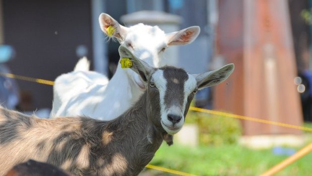  Ein Toggenburger und ein Saanengitzi auf einer Weide im Kanton LU. (Bild Andrea Gysin)