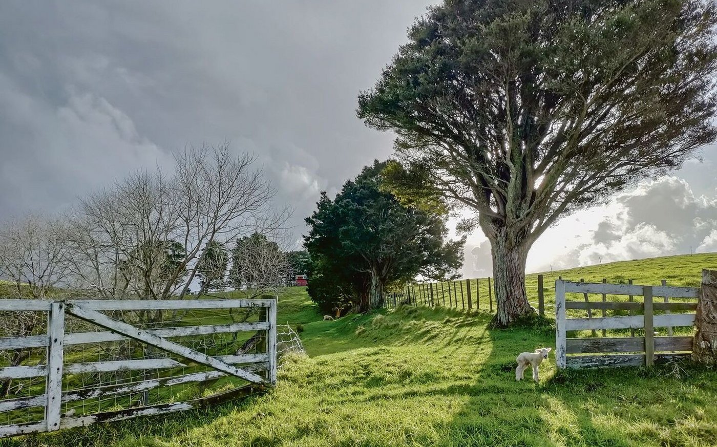 Wo ist wohl die Mama? Dieses Lämmchen sucht inmitten der wunderschönen neuseeländischen Kulisse seine Mutter. Der ausgewanderte Schweizer Beni Aeschbach hält rund 60 Mutterschafe mit ihren Jungen sowie einen Widder.