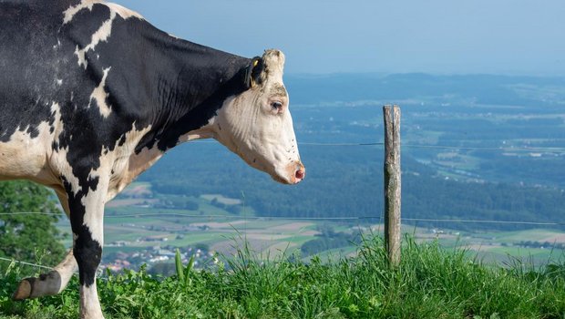 Für Milchproduzenten sollen die Perspektiven wieder besser werden. (Bild hj)