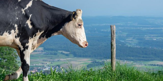 Für Milchproduzenten sollen die Perspektiven wieder besser werden. (Bild hj)