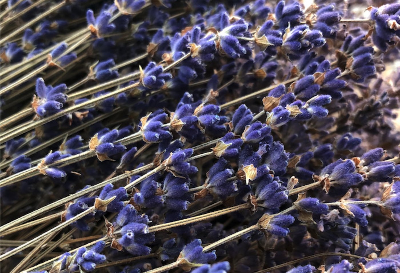 Auch der Duft von Lavendel ist bei Fliegen und Bremsen sehr unbeliebt. (Bild Michelle Krügel)