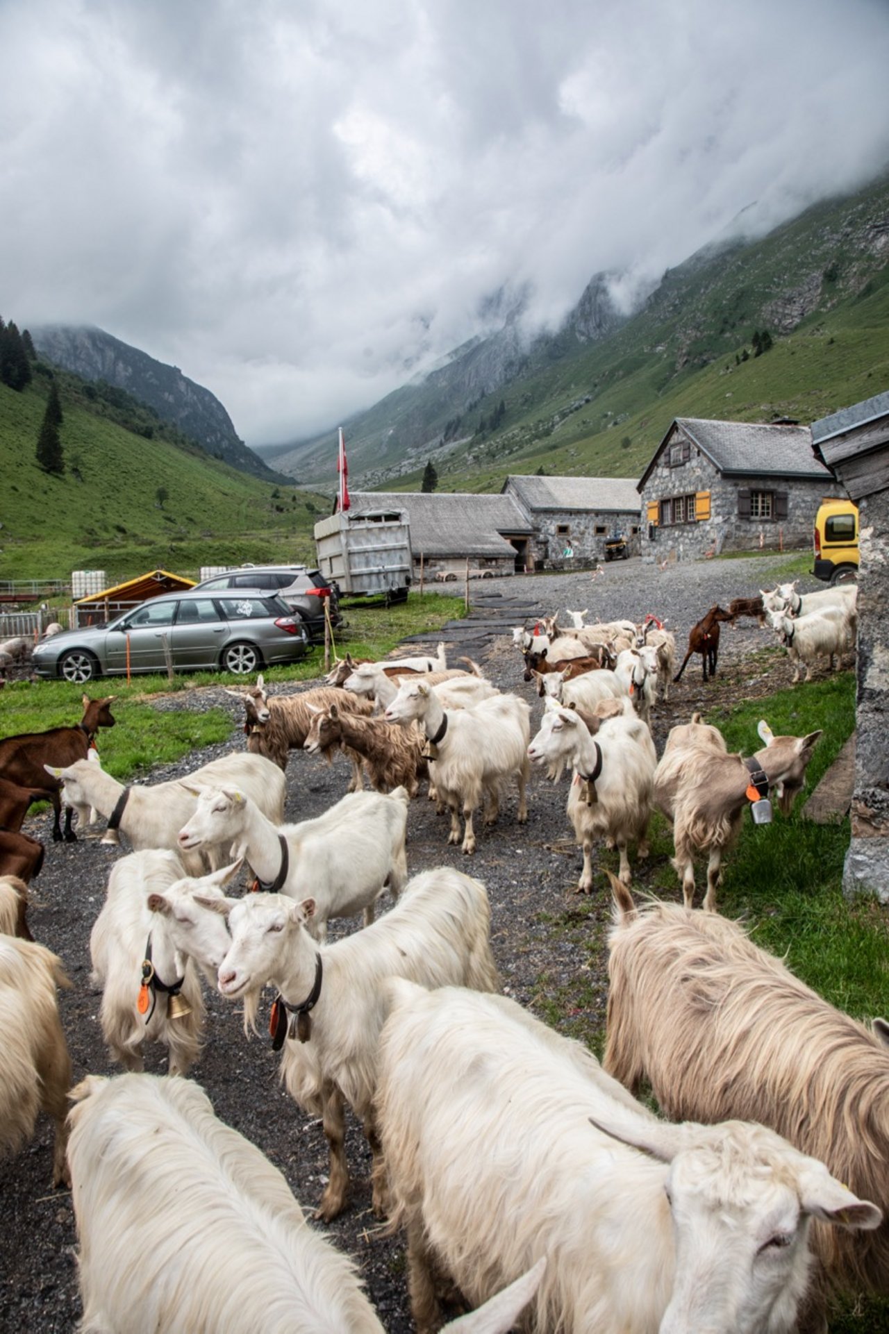 Neben den 70 Milchkühen und 50 Milchgeissen sömmern Widmers 125 Rinder. Bild: Pia Neuenschwander
