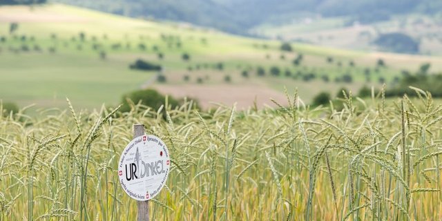 Urdinkel-Feld Urdinkel wurde vom Brotgetreide Nummer 1 zum Mauerblümchen – hat sich in den letzten 20 Jahren aber wieder zurück in die Regale gekämpft. (Bild IG Dinkel)
