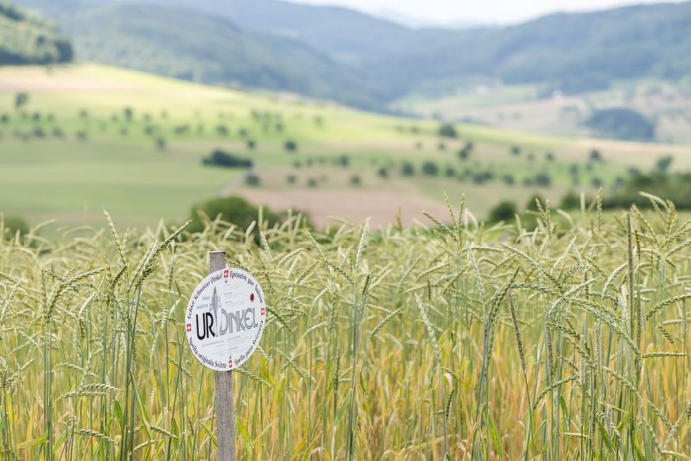 Urdinkel-Feld Urdinkel wurde vom Brotgetreide Nummer 1 zum Mauerblümchen – hat sich in den letzten 20 Jahren aber wieder zurück in die Regale gekämpft. (Bild IG Dinkel)