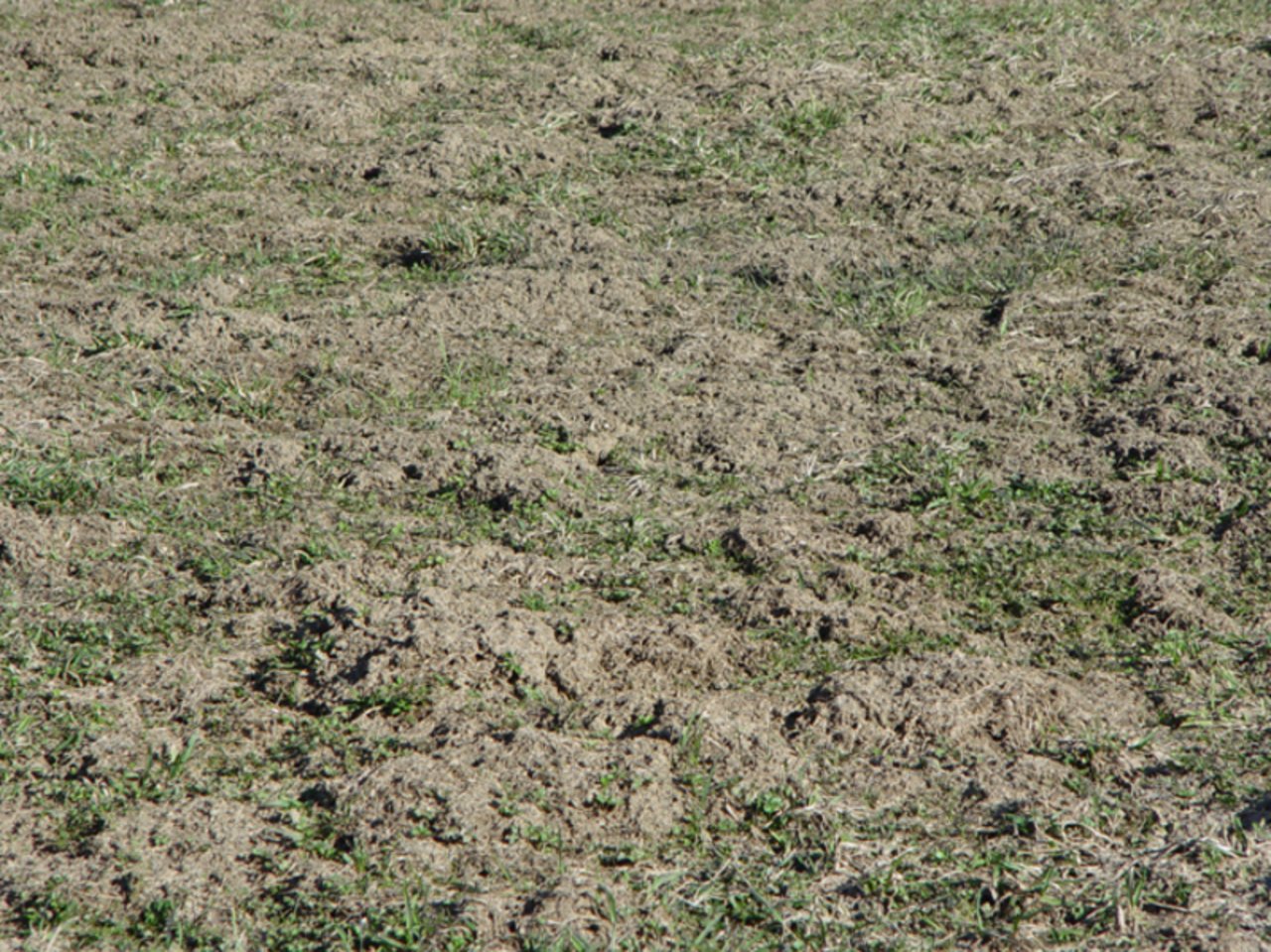 Mehr Erde als Gras: Mäuse können grosse Schäden an Wiesen anrichten . (Bild Cornel Stutz/Agroscope)