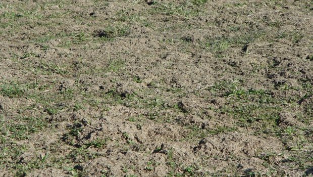 Mehr Erde als Gras: Mäuse können grosse Schäden an Wiesen anrichten . (Bild Cornel Stutz/Agroscope)