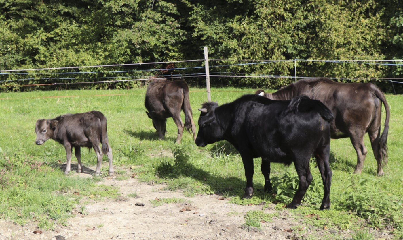 Friedlich grast die Dahomey-Herde im goldenen Herbstlicht. 
