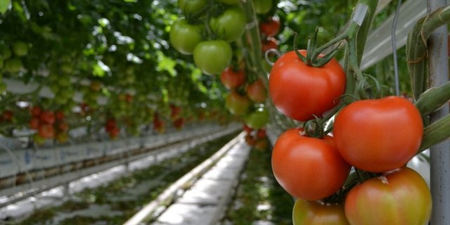 Viele Anfragen um Unterstützung von Gemüsebauern und Obstproduzenten überzeugten die EU nicht. (Bild: jw)