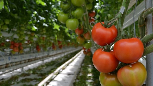 Viele Anfragen um Unterstützung von Gemüsebauern und Obstproduzenten überzeugten die EU nicht. (Bild: jw)