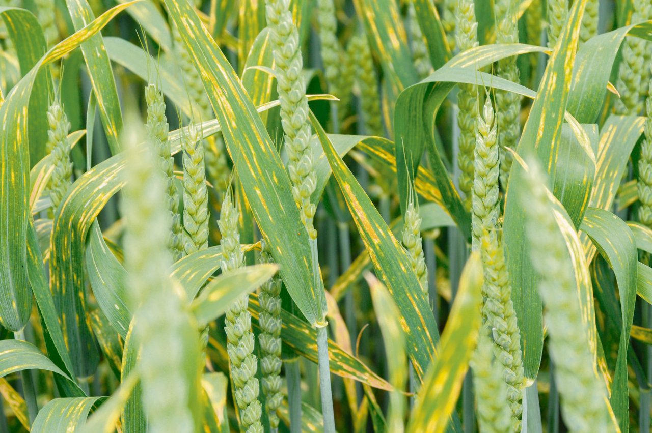 Weizenrost kann ein grosses Problem darstellen. Ein System zur Frühwarnung soll entwickelt werden. (Bild Agroscope)