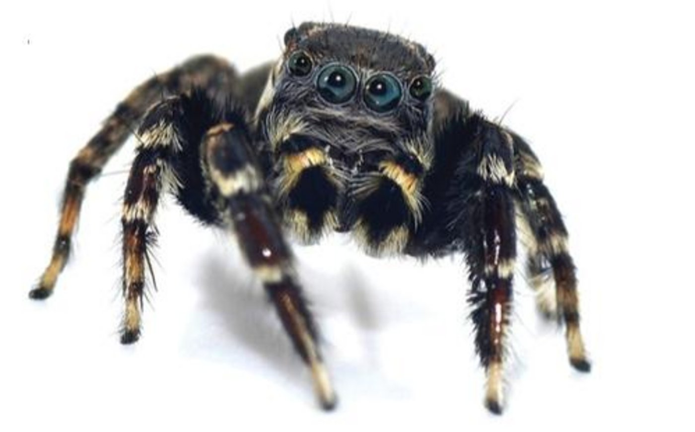 Andere Springspinnen-Arten sind eher auffällig gefärbt. (Bild Mark Newton)