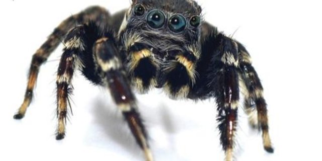 Andere Springspinnen-Arten sind eher auffällig gefärbt. (Bild Mark Newton)