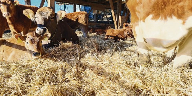 Das Tierwohl ist bei der Tiefstreu am besten. Dieses braucht aber viel Stroh und gibt viel Mist.(Bild Beat Schmid)