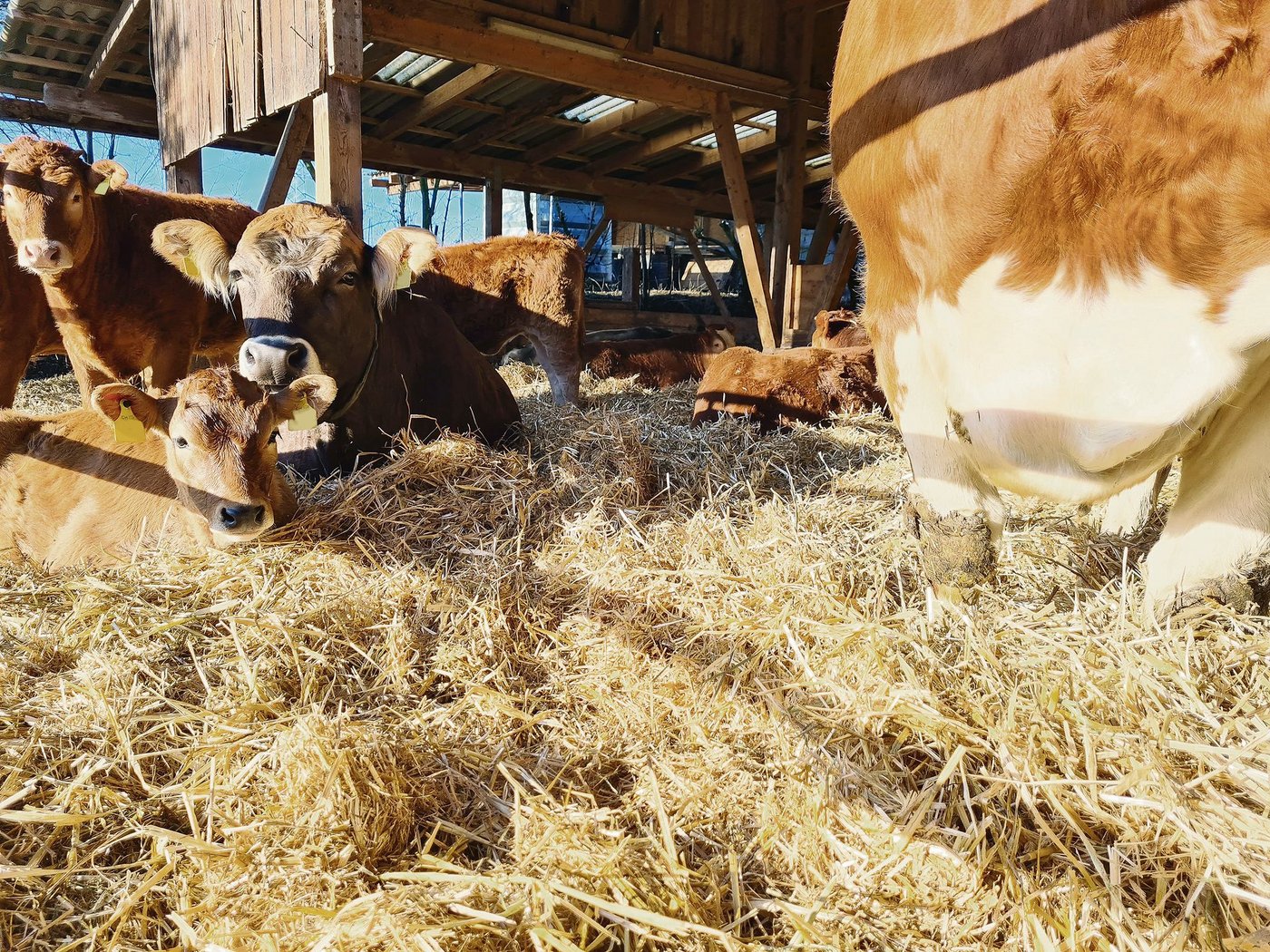 Das Tierwohl ist bei der Tiefstreu am besten. Dieses braucht aber viel Stroh und gibt viel Mist.(Bild Beat Schmid)