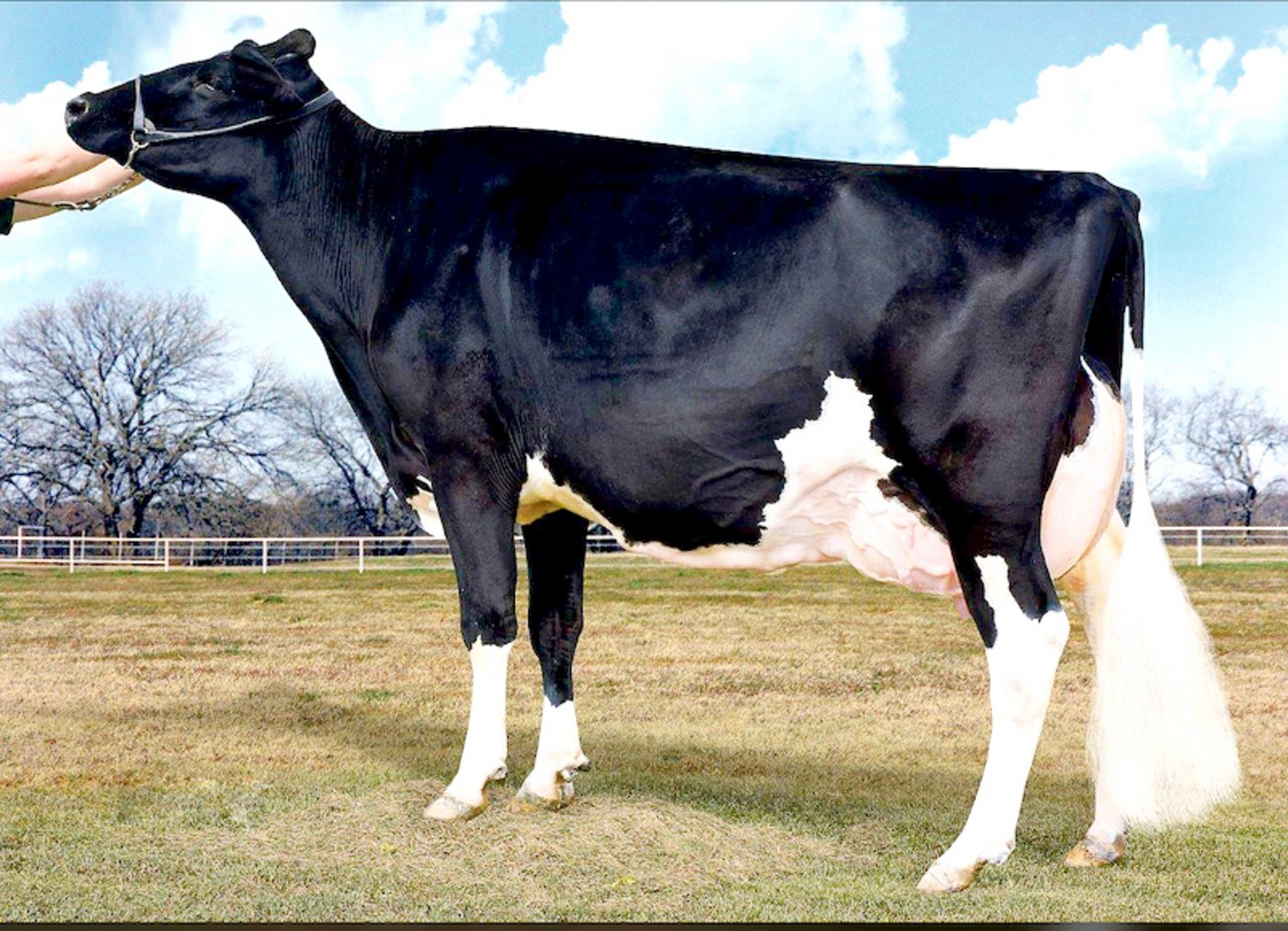 Eine weitere Apple-Tochter ist Ms Apples Damion Angel. Sie ist die Mutter des roten Mr-Savage-Sohnes Actoris. (Bild je)