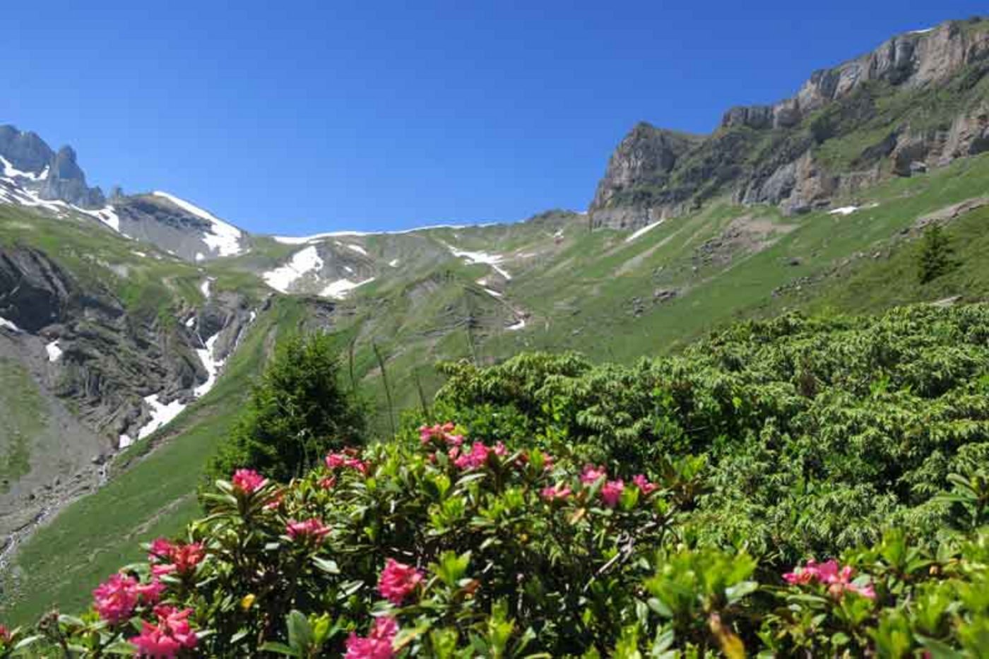 Blick hinauf zum Oberberg, der Luzia Gislers liebster Ort beim Alpen ist. Hinter den Bergen liegt die Bannalp NW.