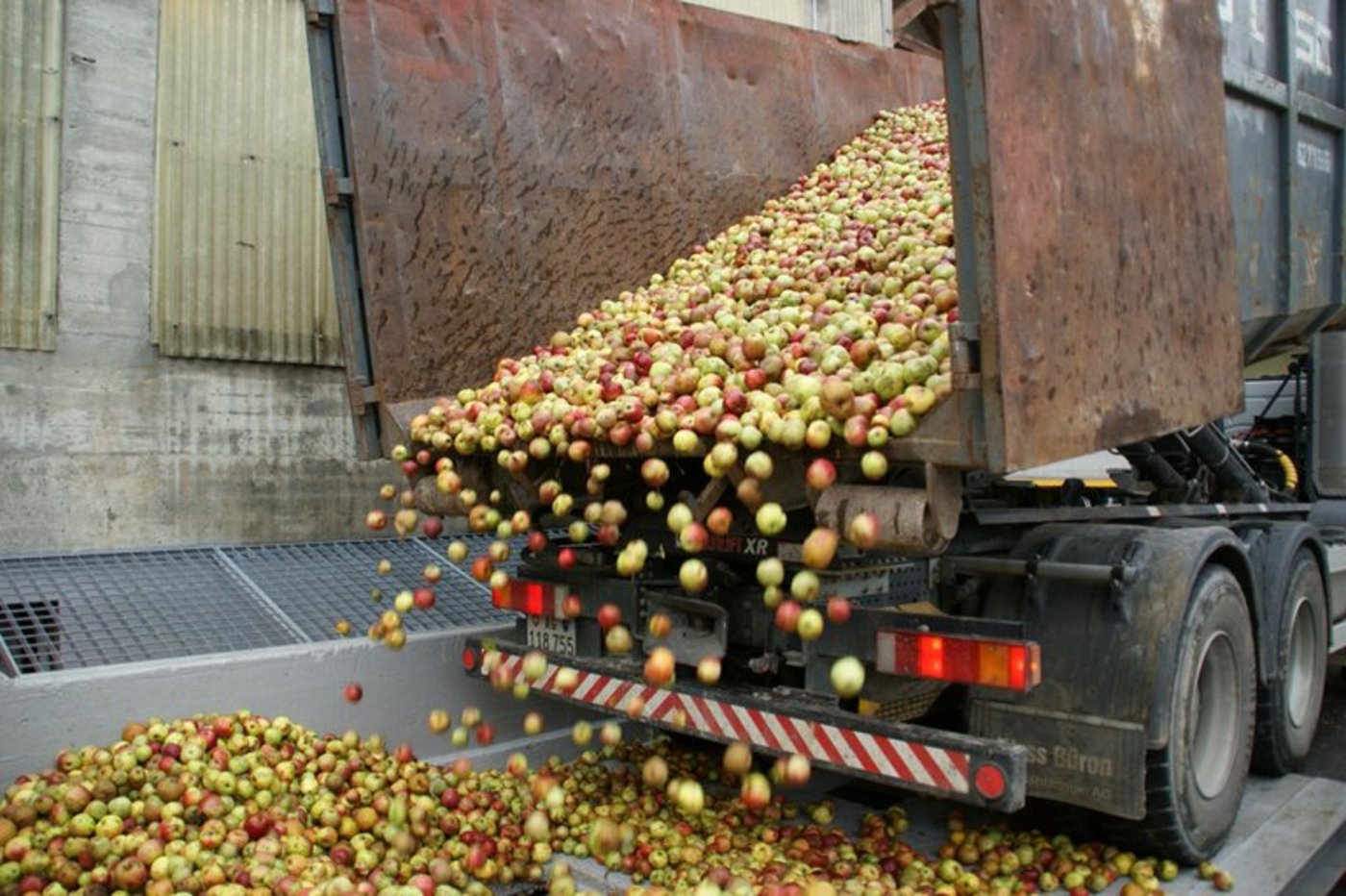 Derzeit wird wieder fleissig Mostobst angeliefert. (Bild ji)