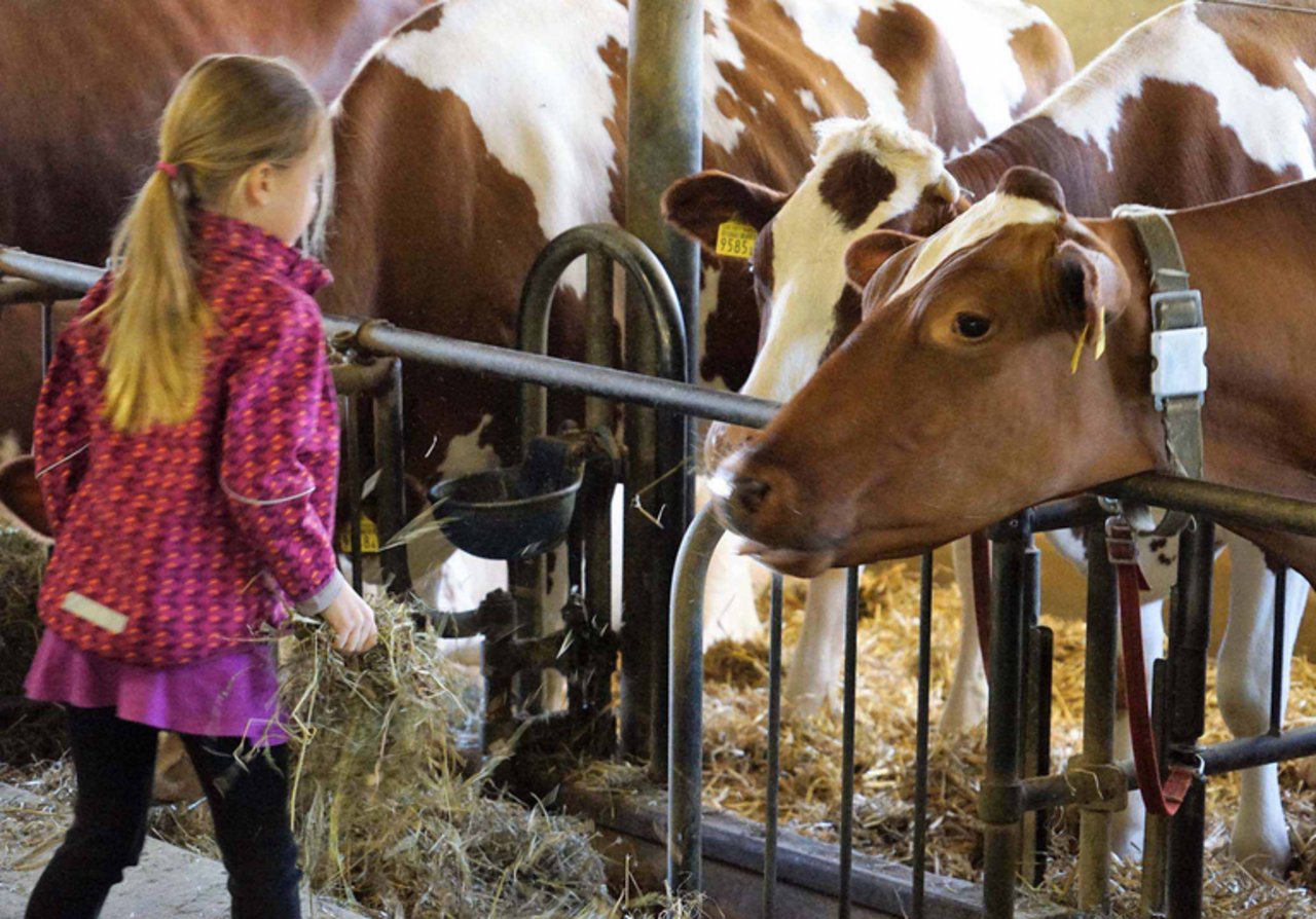 Der 1972 erbaute Anbindestall ist zu klein und entspricht nicht mehr den Anforderungen der revidierten Tierschutzverordnung. (Bild mr/lid)