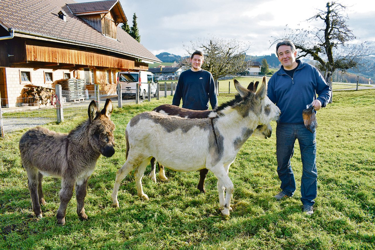 Patrick und Ruedi Krähenbühl mit ihren Eseln Maggia, Flo und Mochito, welche im Sommer die Schafe auf der Alp gegen Grossraubtiere verteidigen. Wichtig ist, dass Herdenschutzesel mit Schafen aufwachsen. (Bild Daniela Joder)
